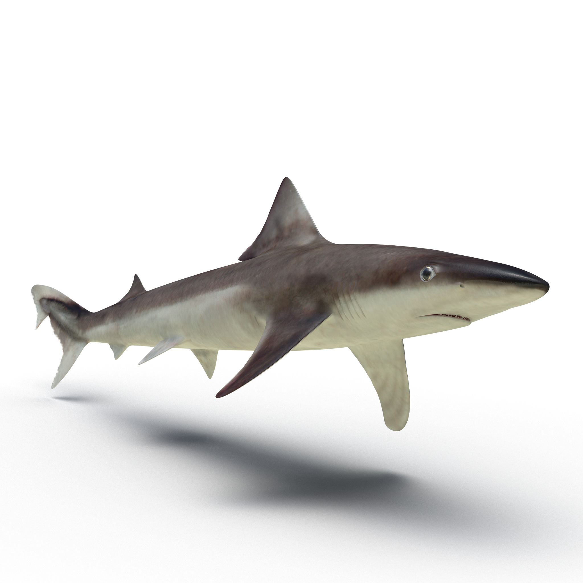 School Shark 3D