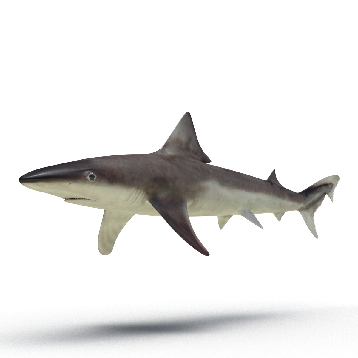 School Shark 3D