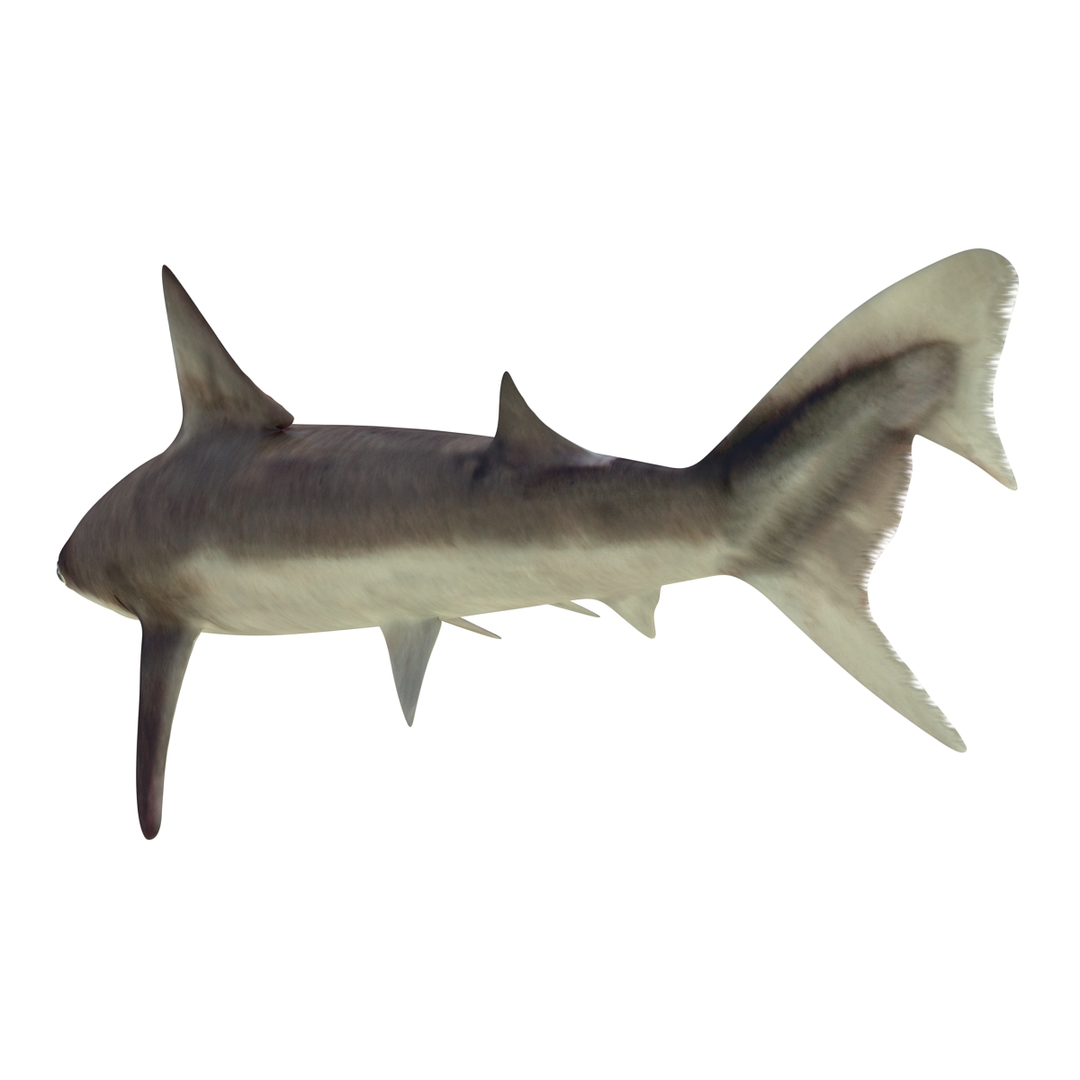 School Shark 3D