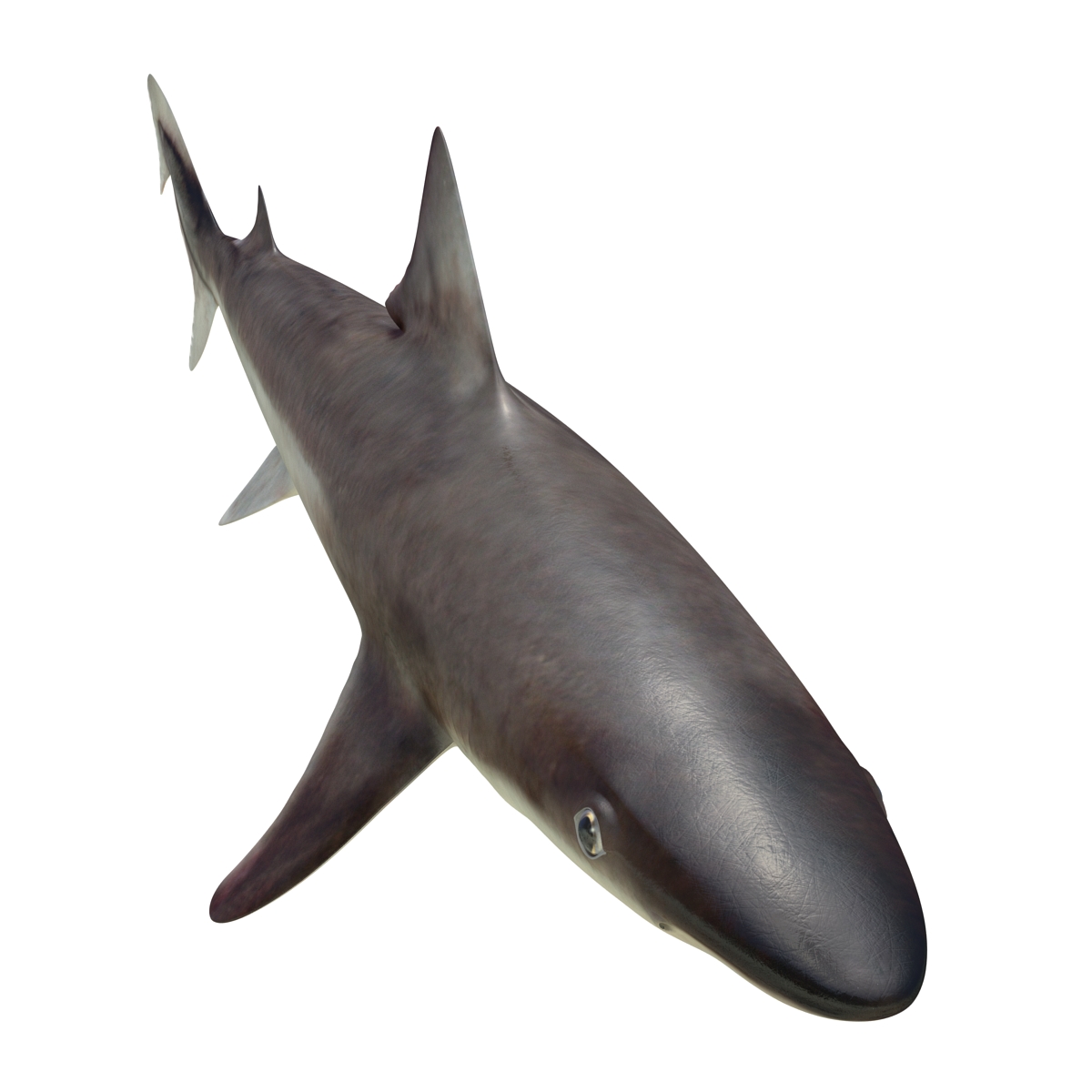 School Shark 3D