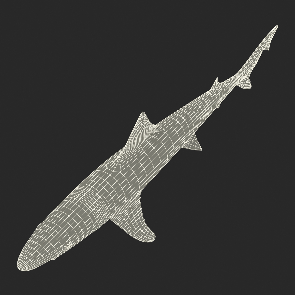 School Shark 3D