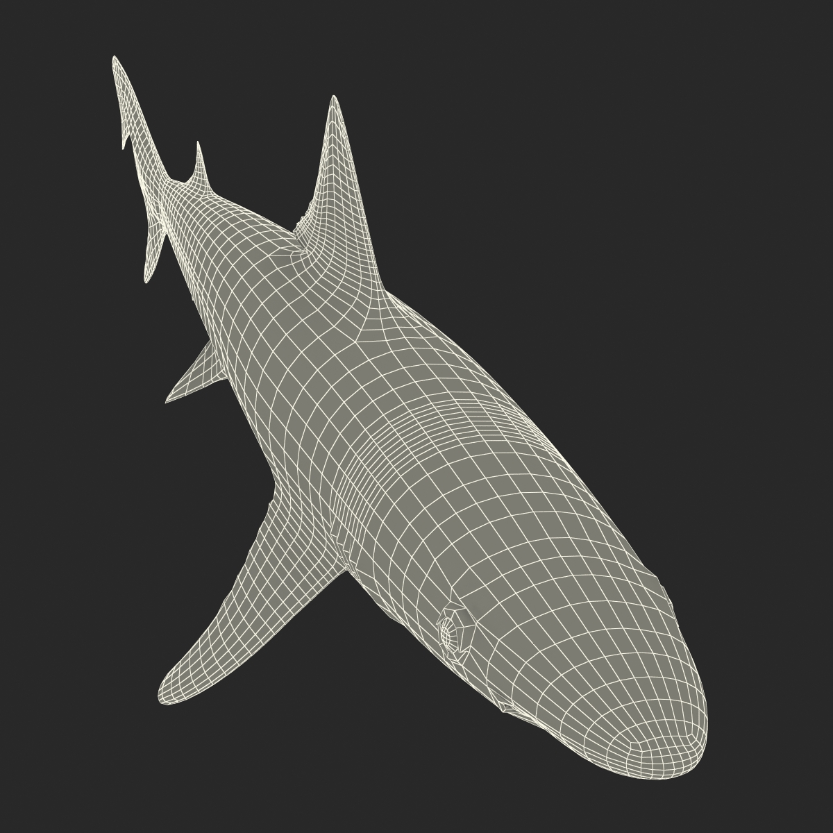 School Shark 3D