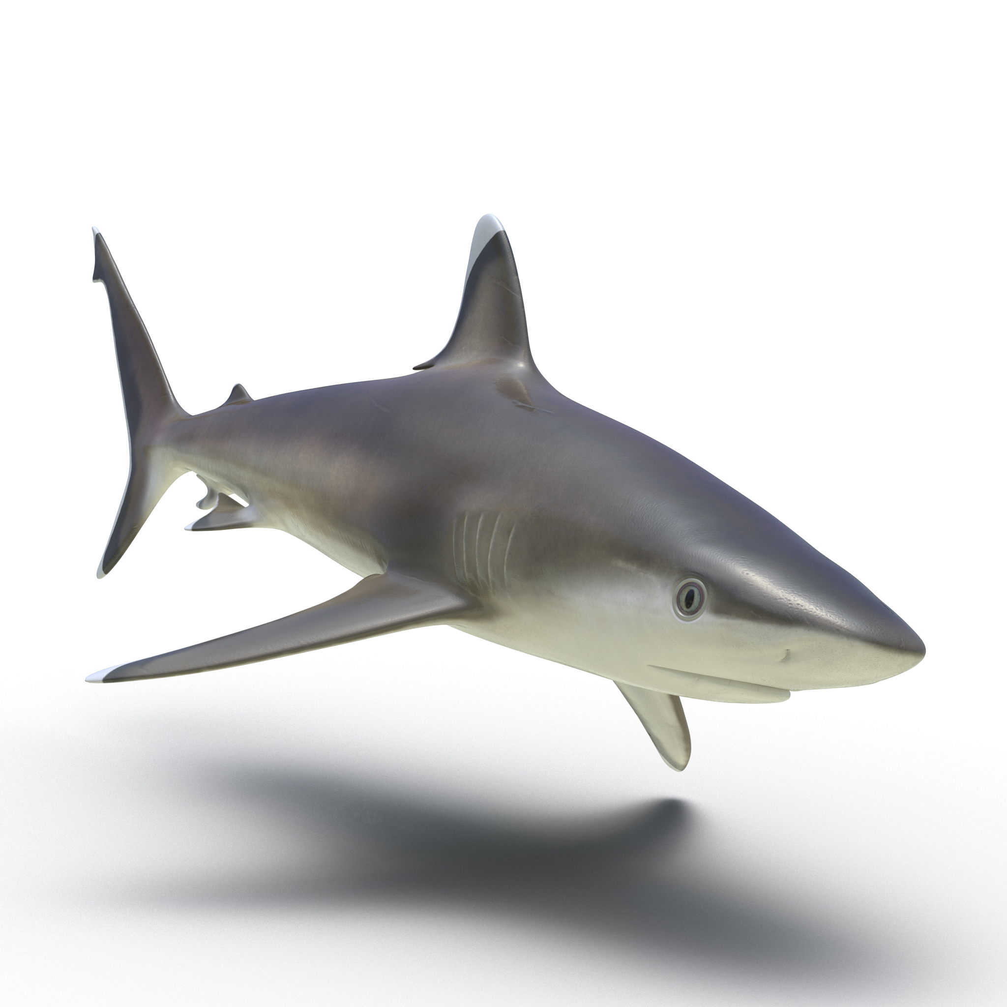 3D model Silvertip Shark