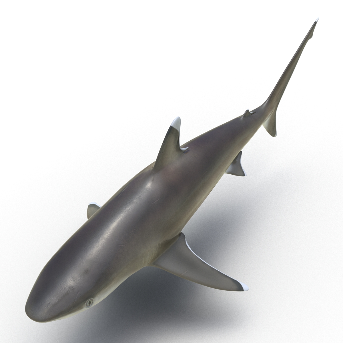 3D model Silvertip Shark