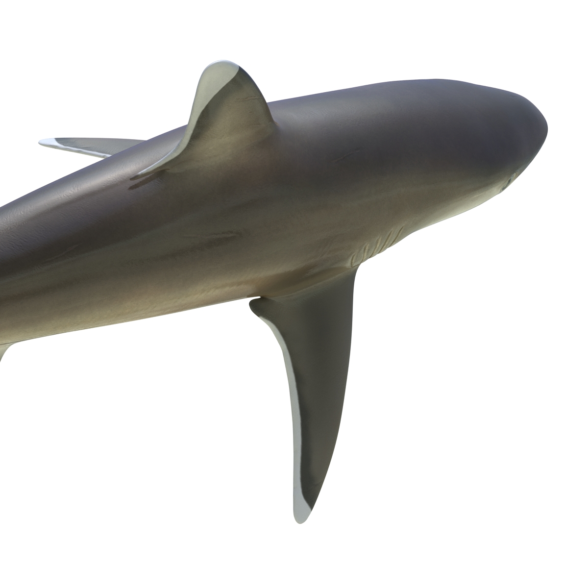 3D model Silvertip Shark