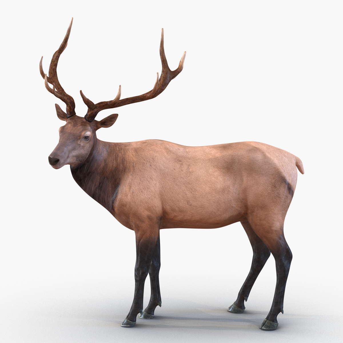 3D model Elk Pose 2