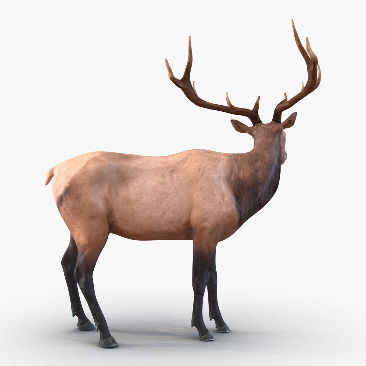 3D model Elk Pose 2