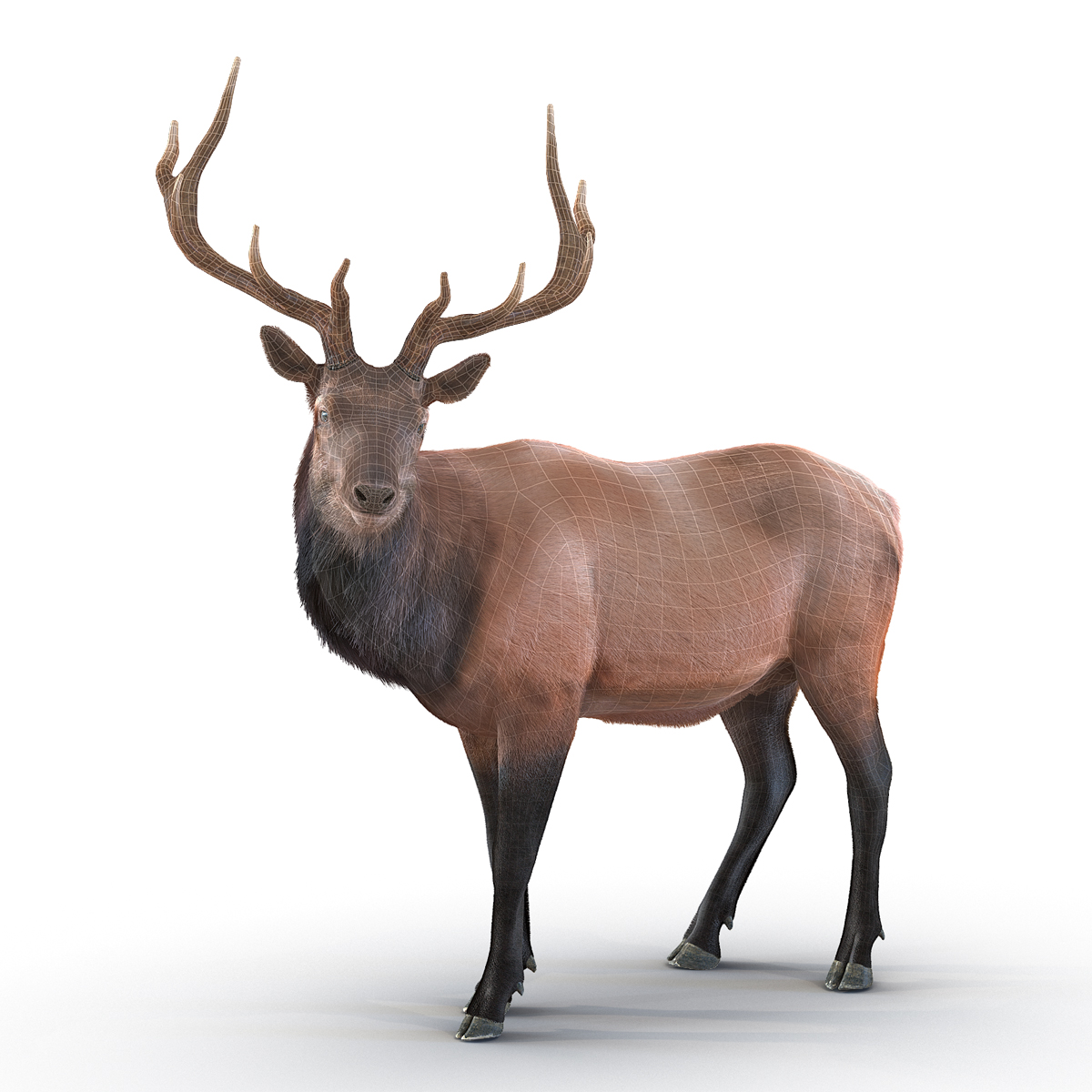 Elk Pose 2 with Fur 3D model