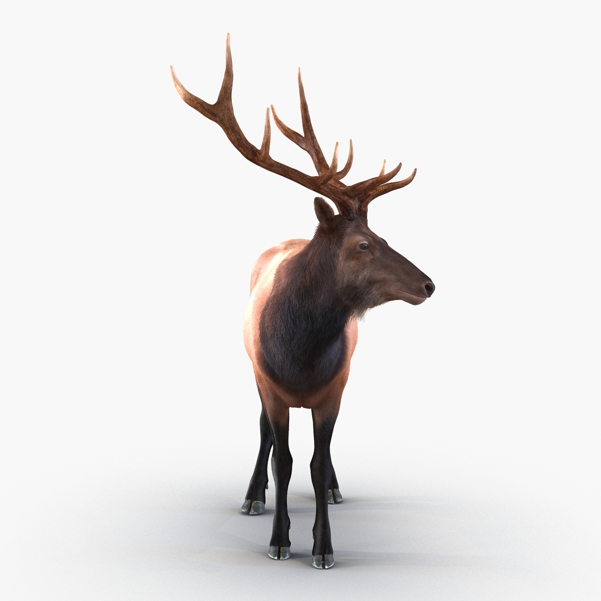 Elk Pose 2 with Fur 3D model