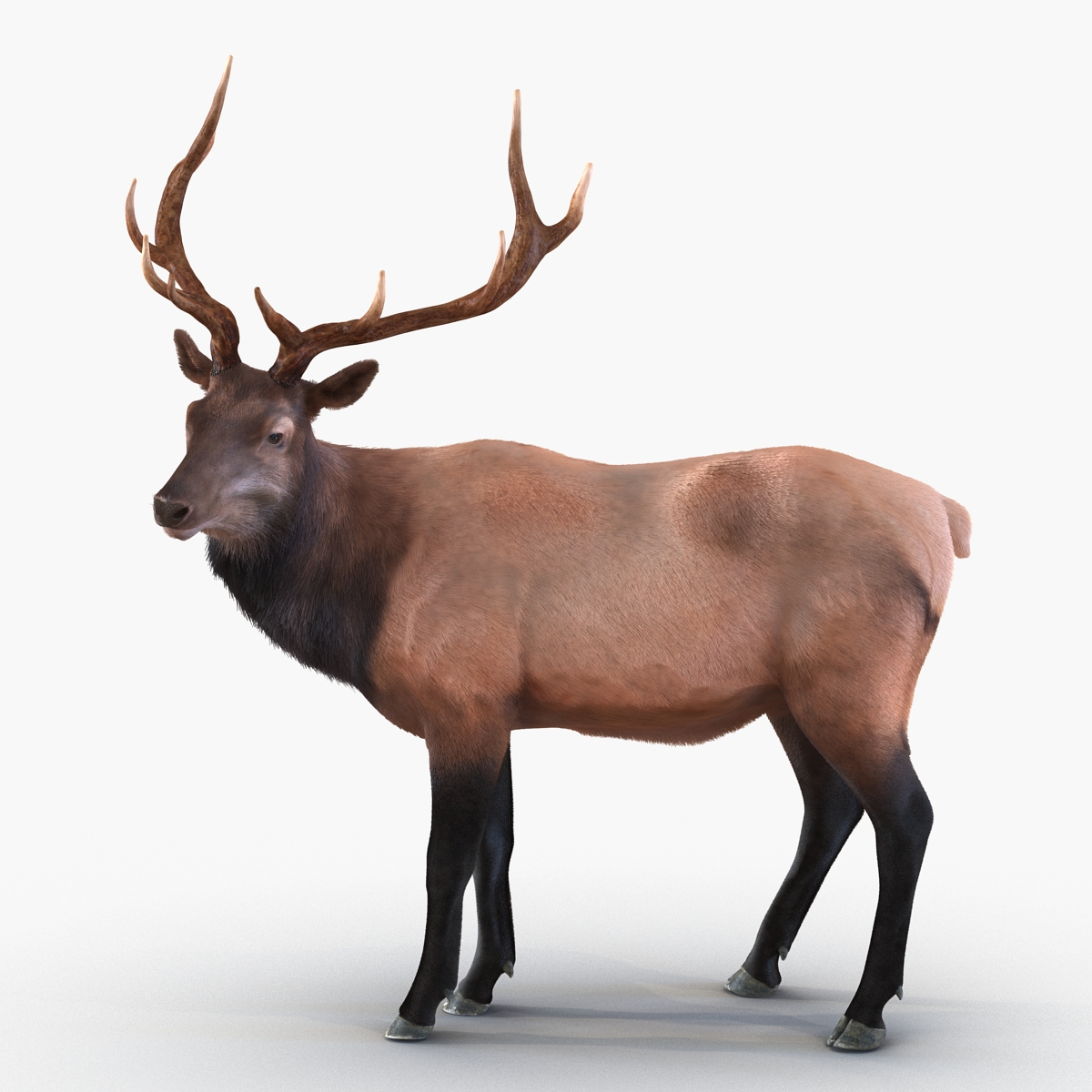 Elk Pose 2 with Fur 3D model