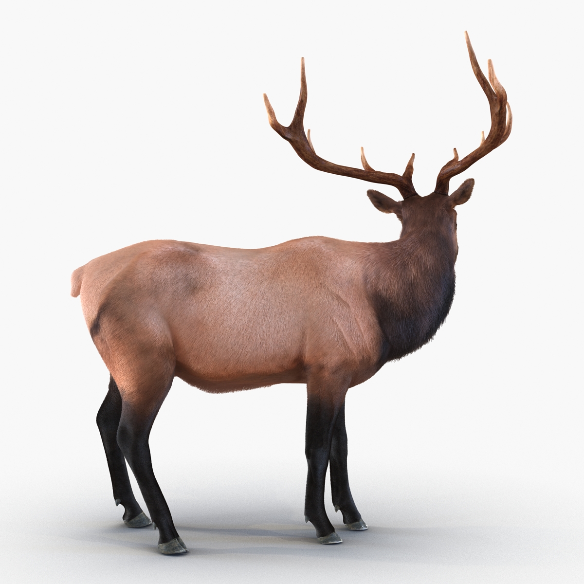 Elk Pose 2 with Fur 3D model