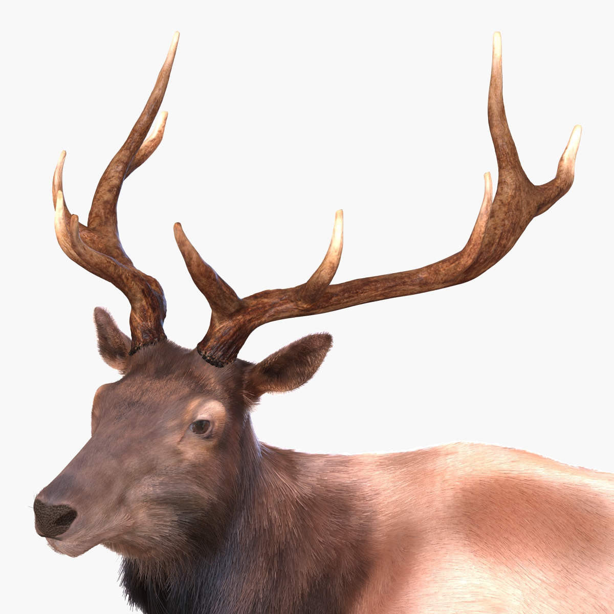 Elk Pose 2 with Fur 3D model