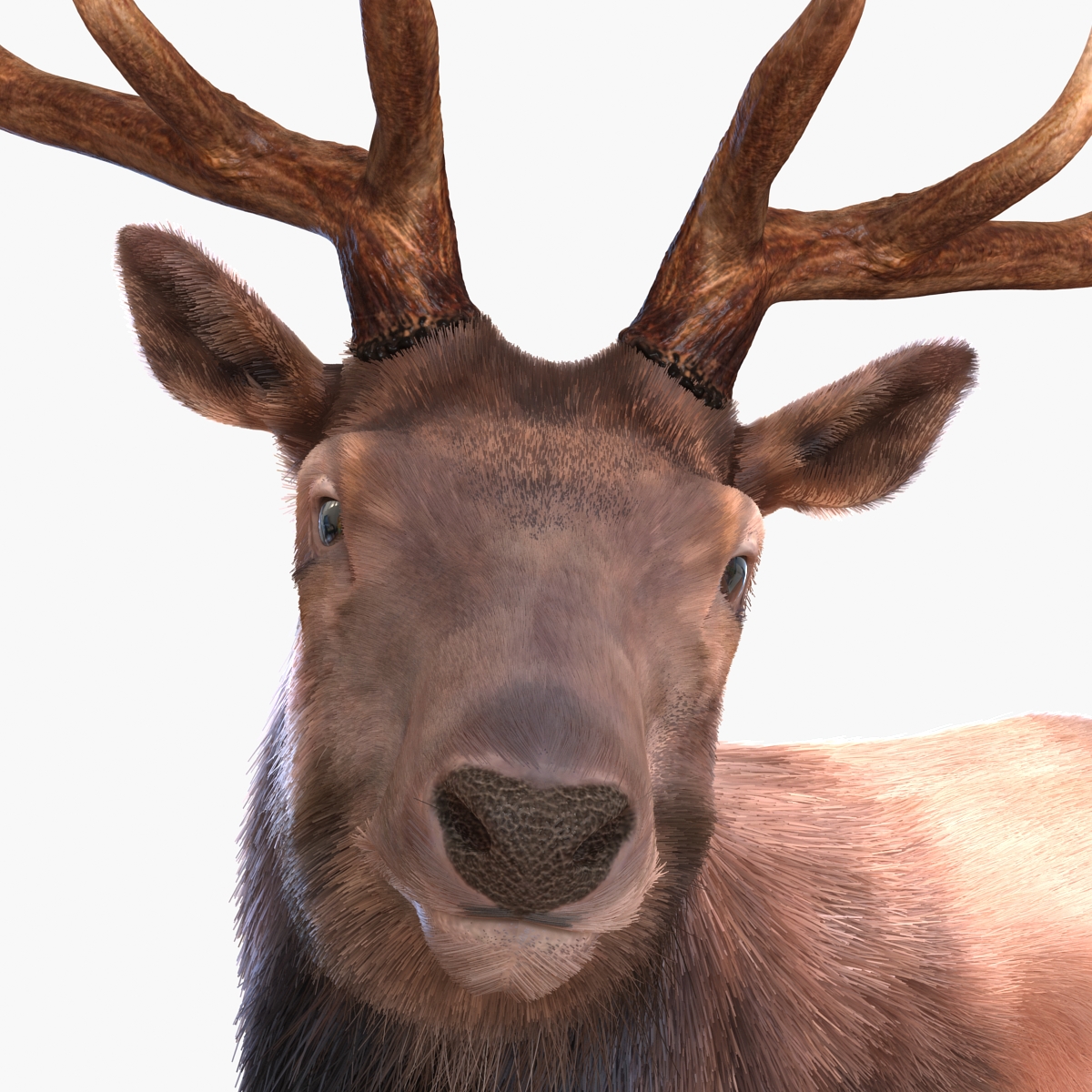 Elk Pose 2 with Fur 3D model