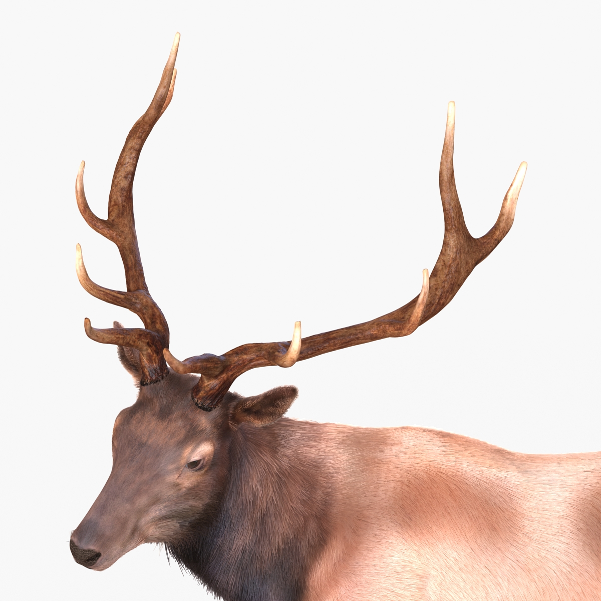 Elk Pose 2 with Fur 3D model