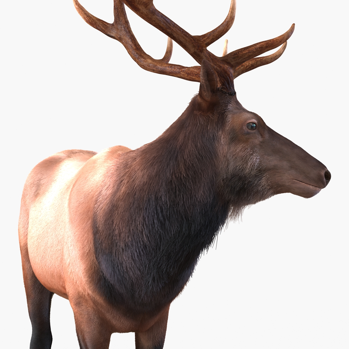 Elk Pose 2 with Fur 3D model