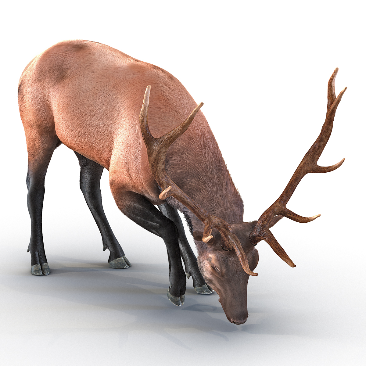 Elk Pose 3 with Fur 3D model