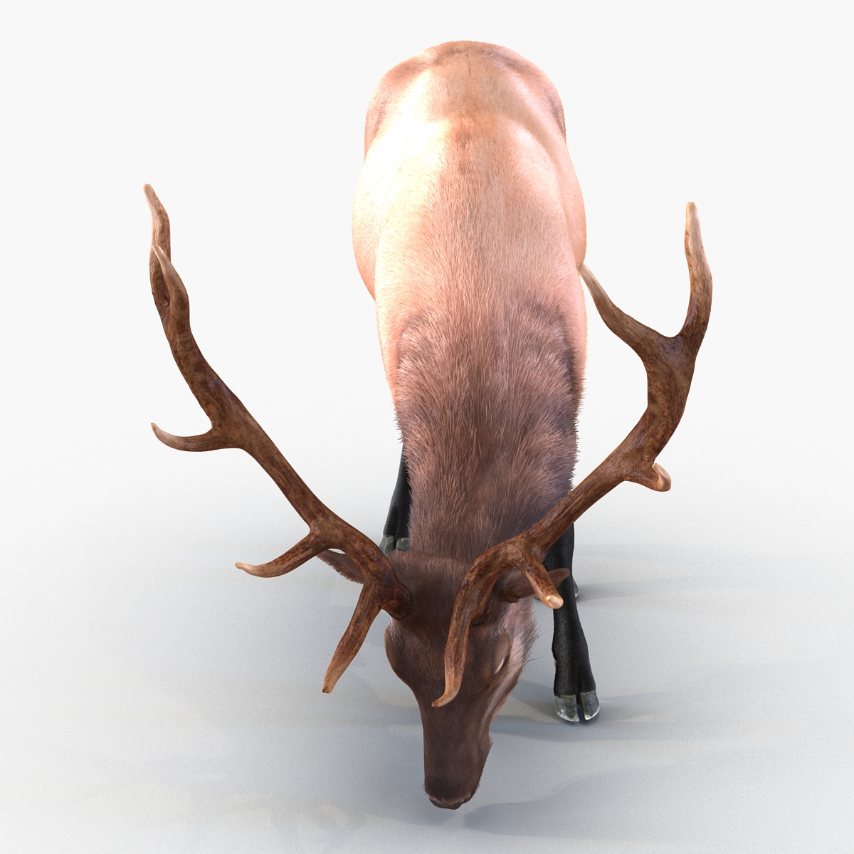 Elk Pose 3 with Fur 3D model