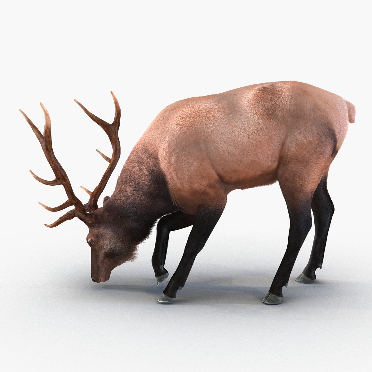 Elk Pose 3 with Fur 3D model