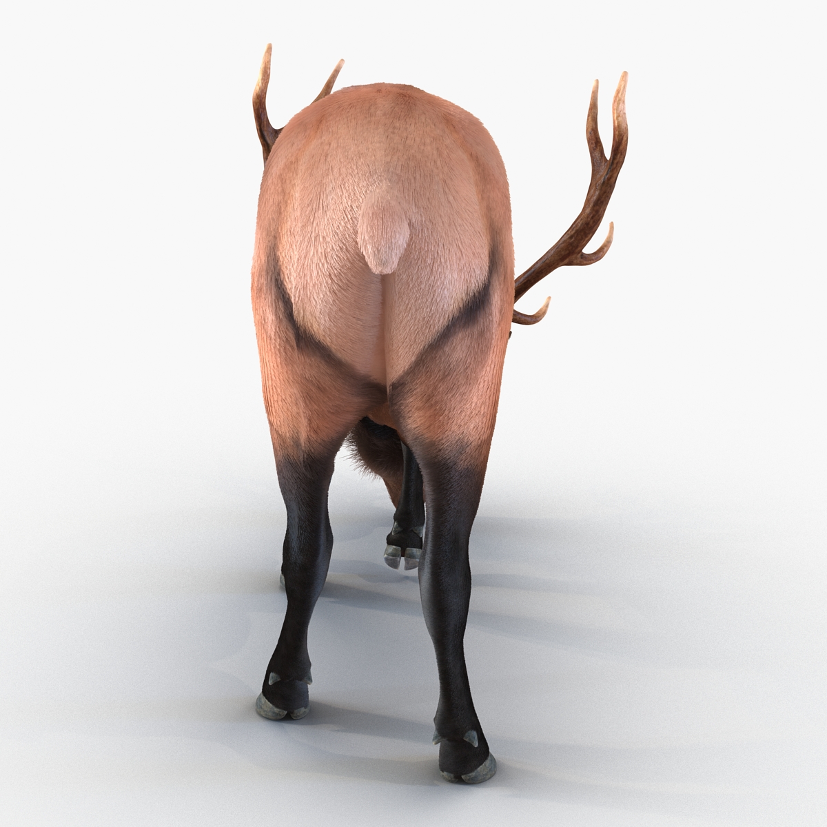 Elk Pose 3 with Fur 3D model