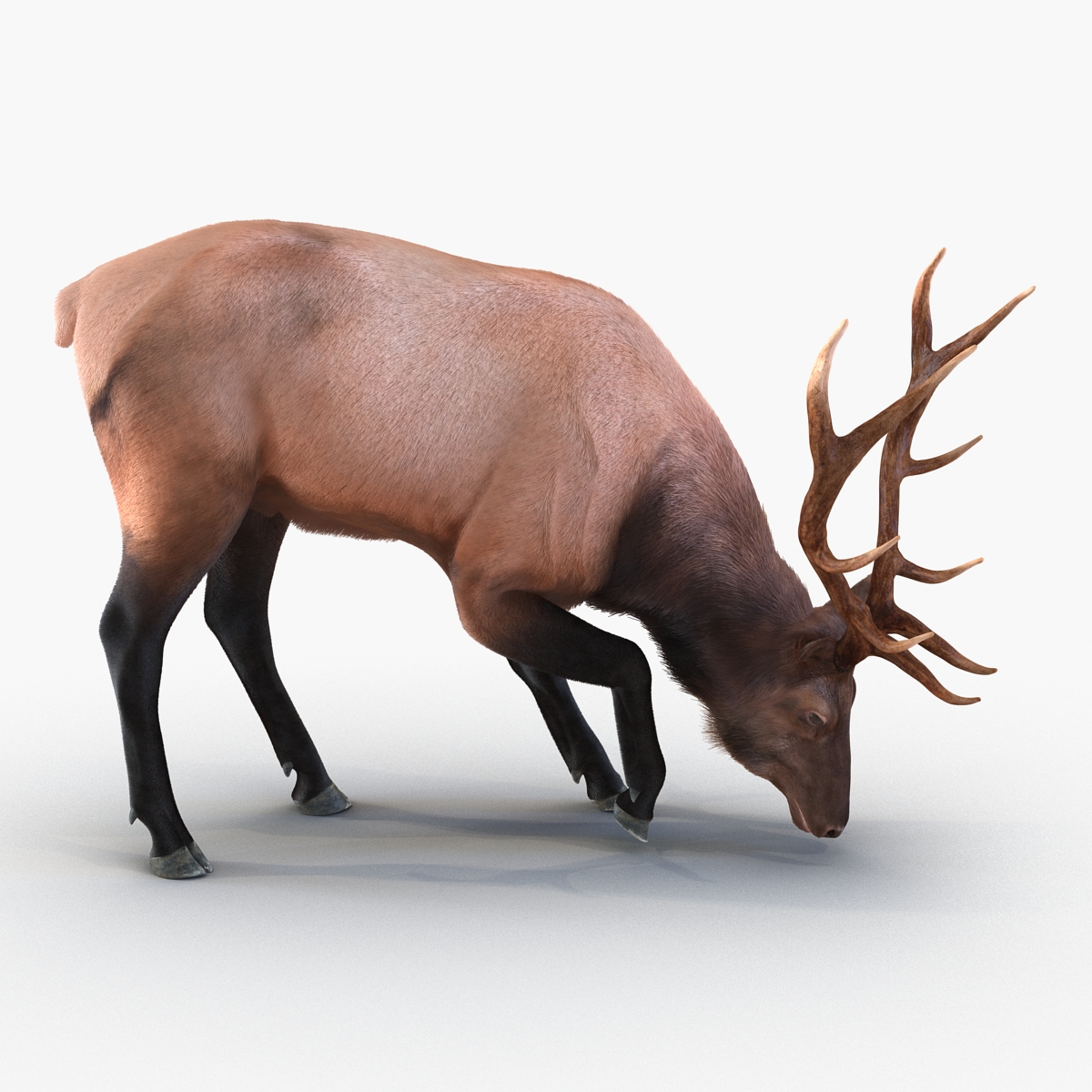 Elk Pose 3 with Fur 3D model