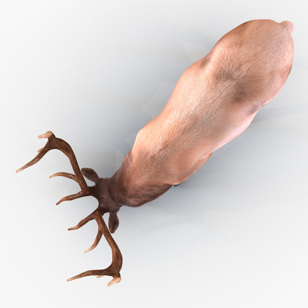 Elk Pose 3 with Fur 3D model