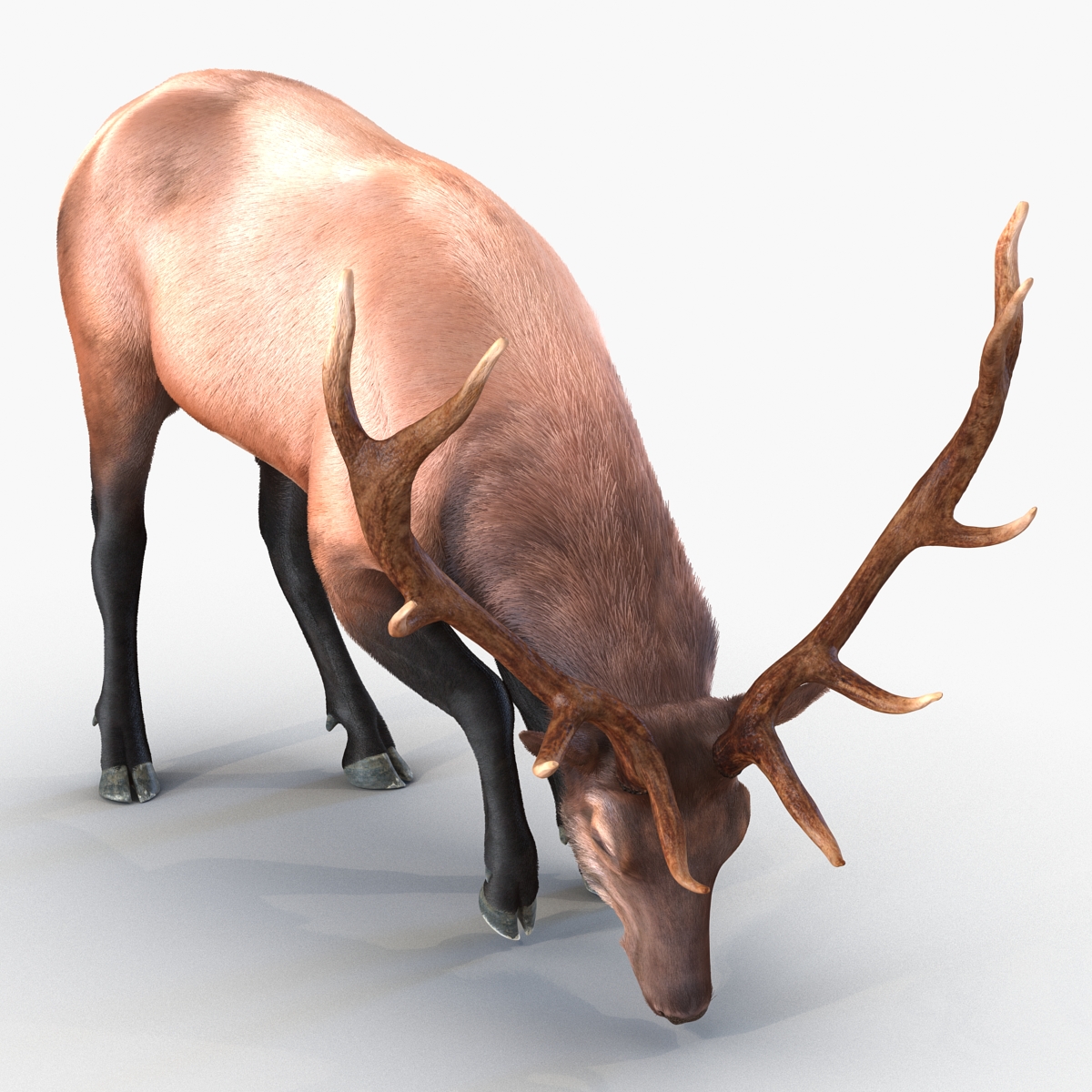 Elk Pose 3 with Fur 3D model