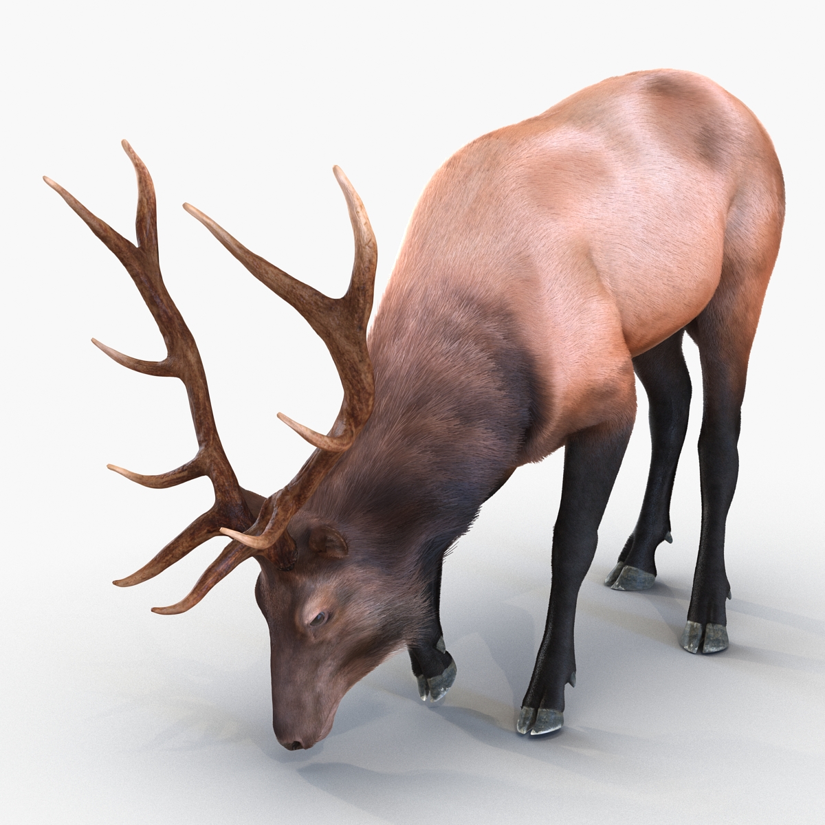 Elk Pose 3 with Fur 3D model