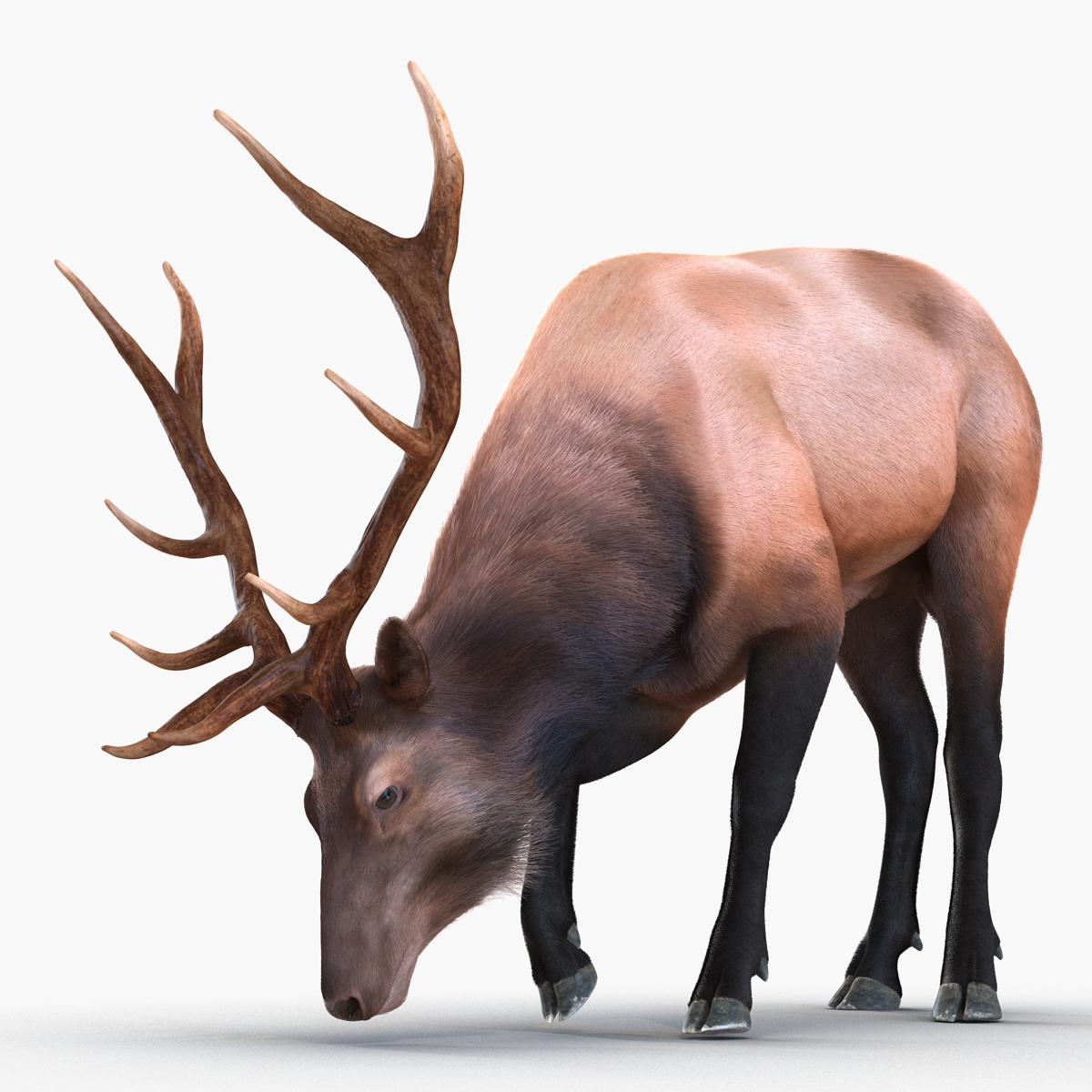 Elk Pose 3 with Fur 3D model