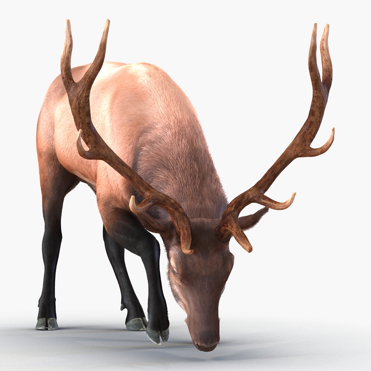 Elk Pose 3 with Fur 3D model