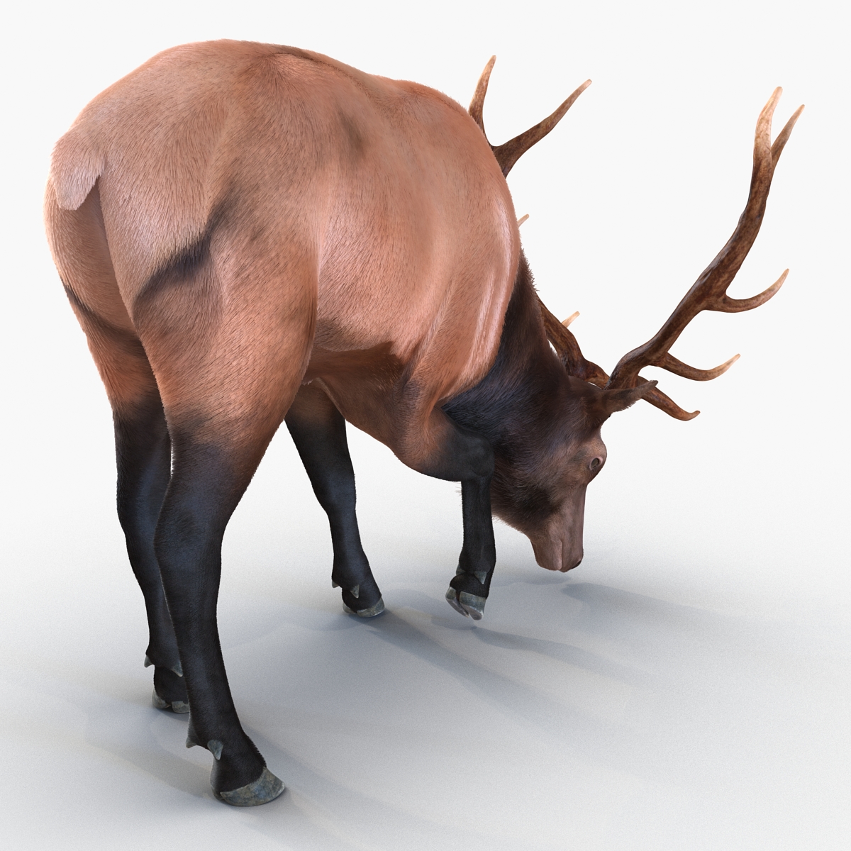 Elk Pose 3 with Fur 3D model