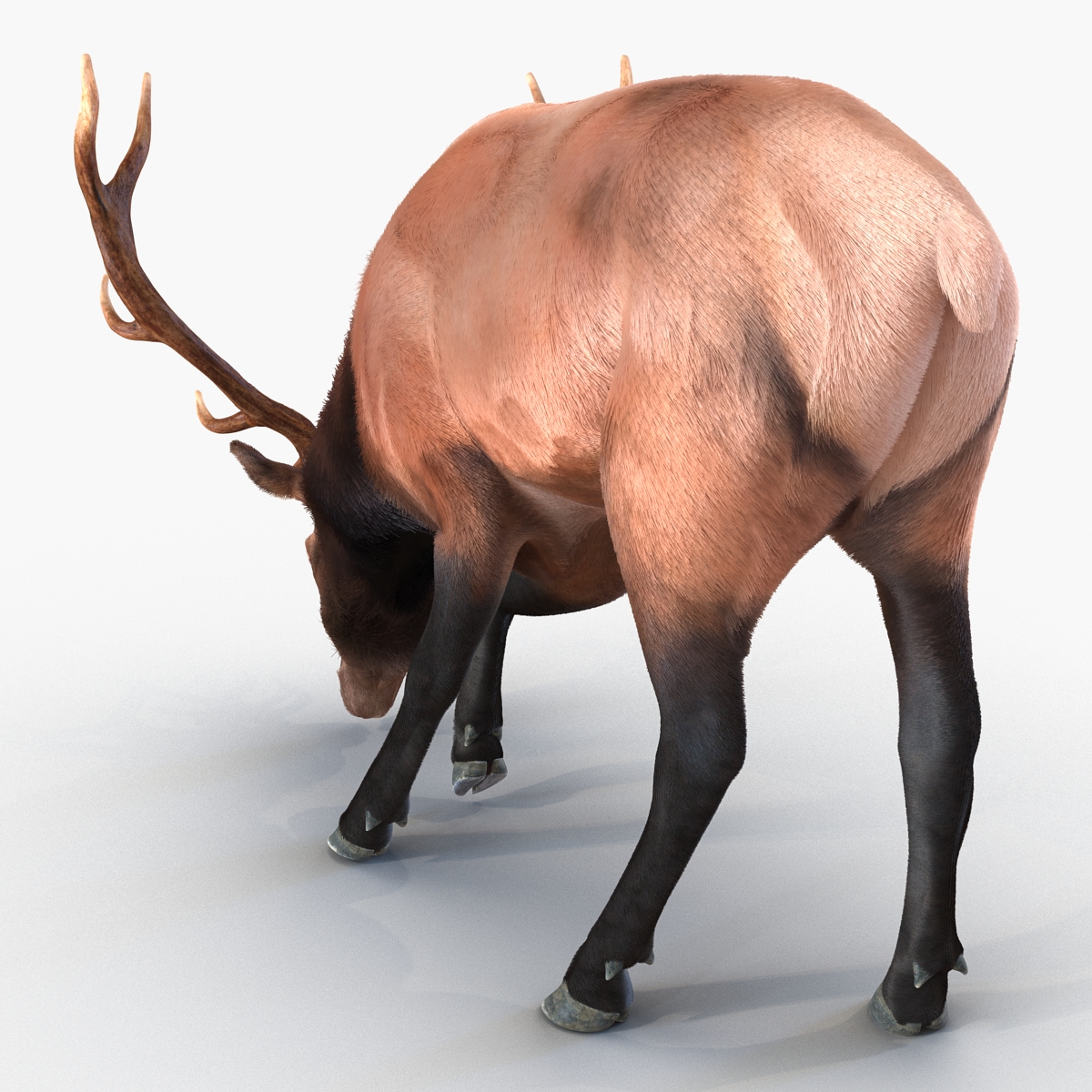 Elk Pose 3 with Fur 3D model