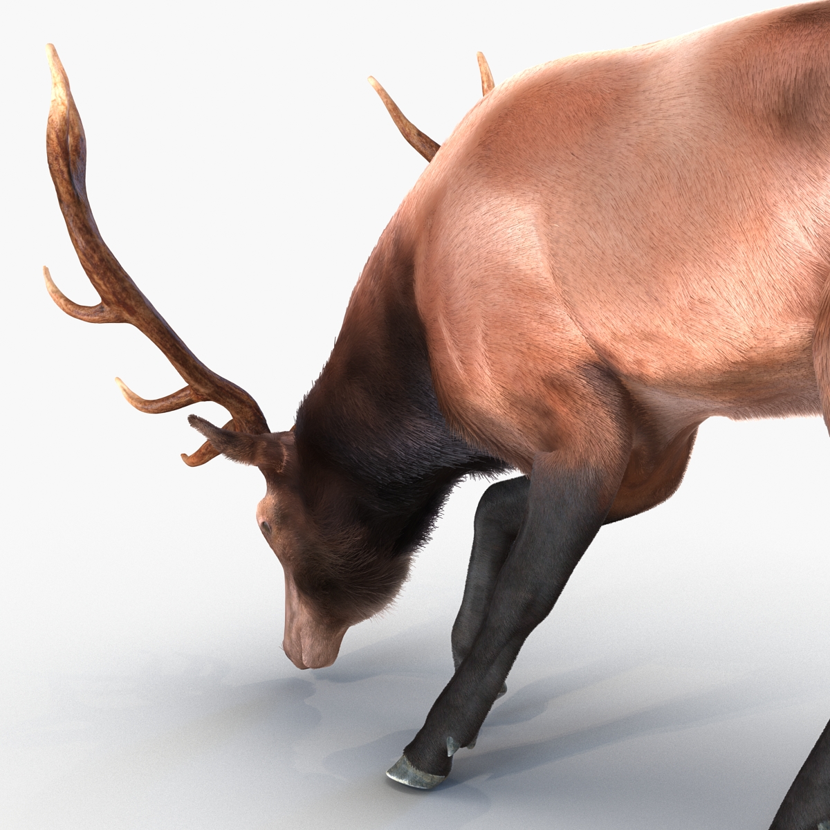 Elk Pose 3 with Fur 3D model