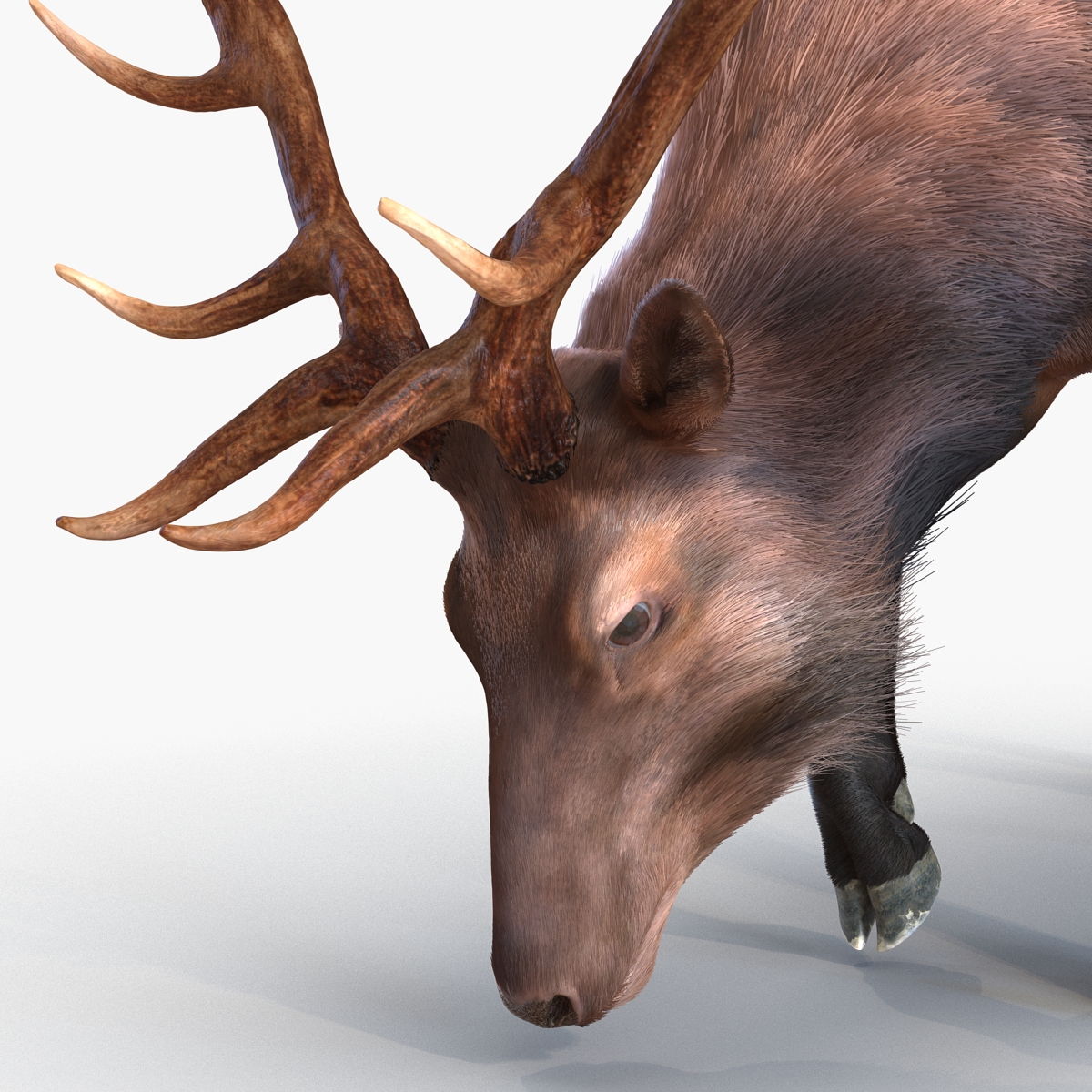 Elk Pose 3 with Fur 3D model