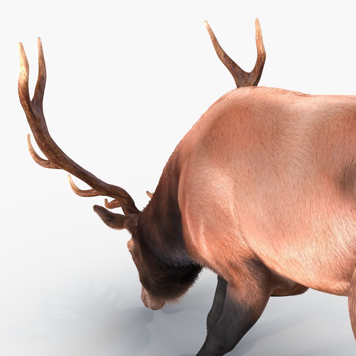 Elk Pose 3 with Fur 3D model