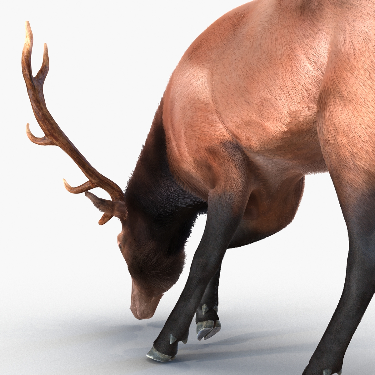 Elk Pose 3 with Fur 3D model