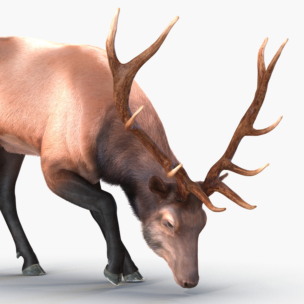 Elk Pose 3 with Fur 3D model