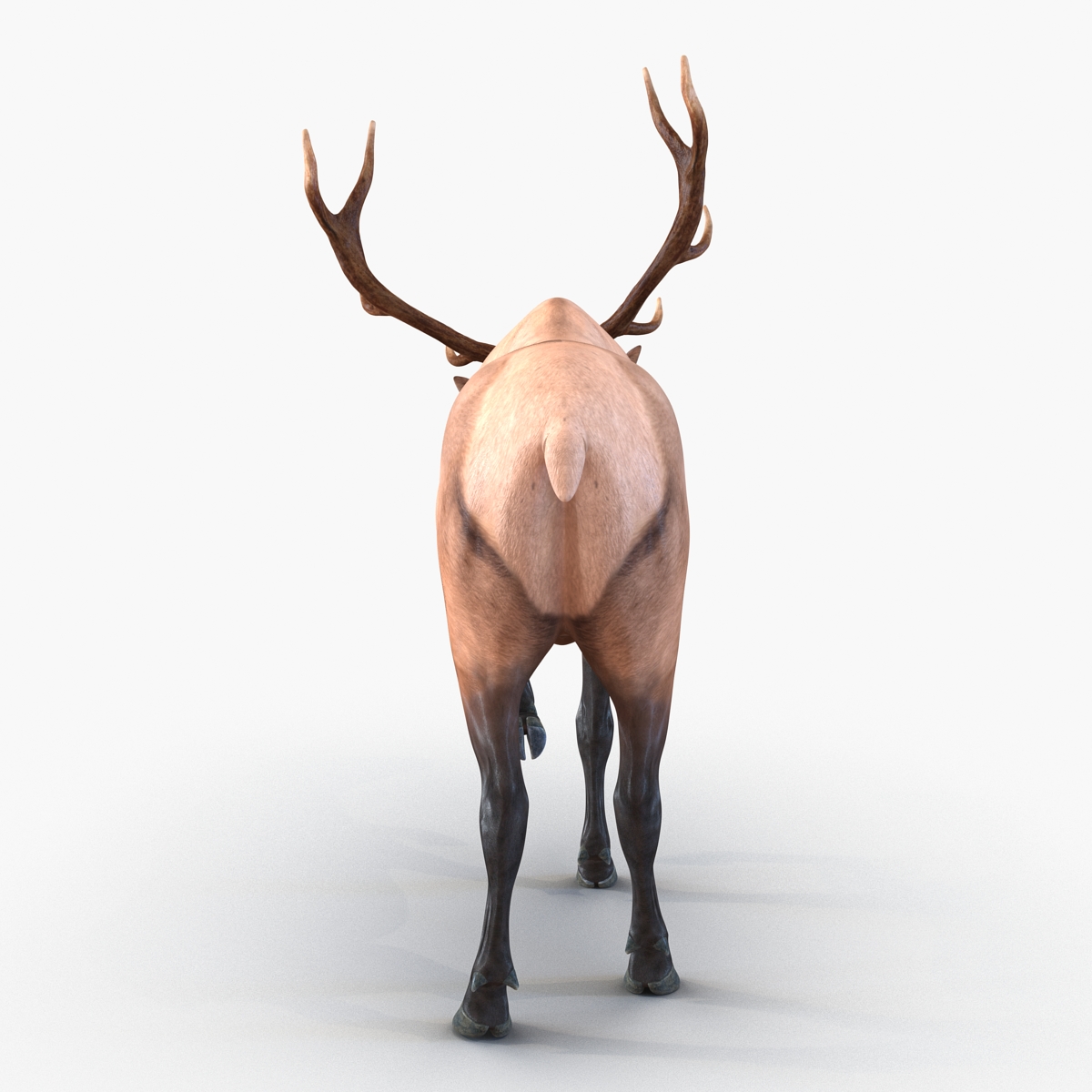 3D model Elk Pose 4