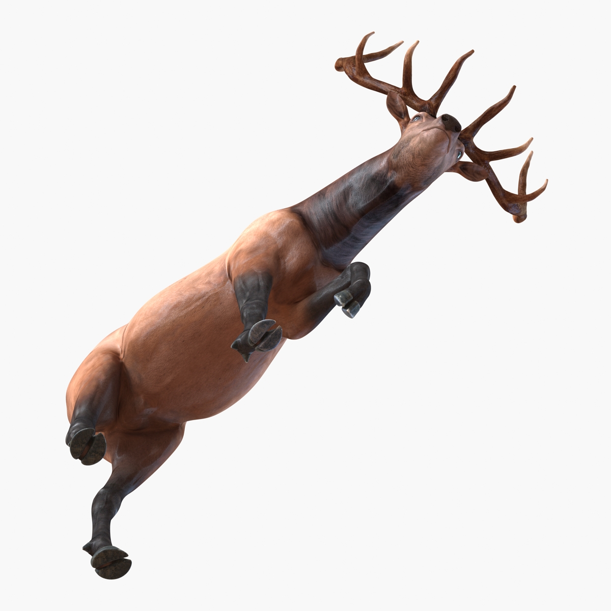 3D model Elk Pose 4