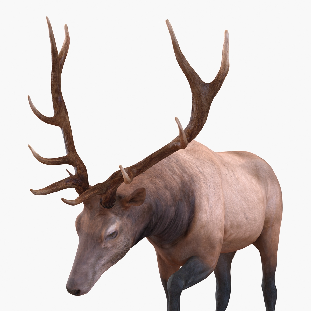 3D model Elk Pose 4