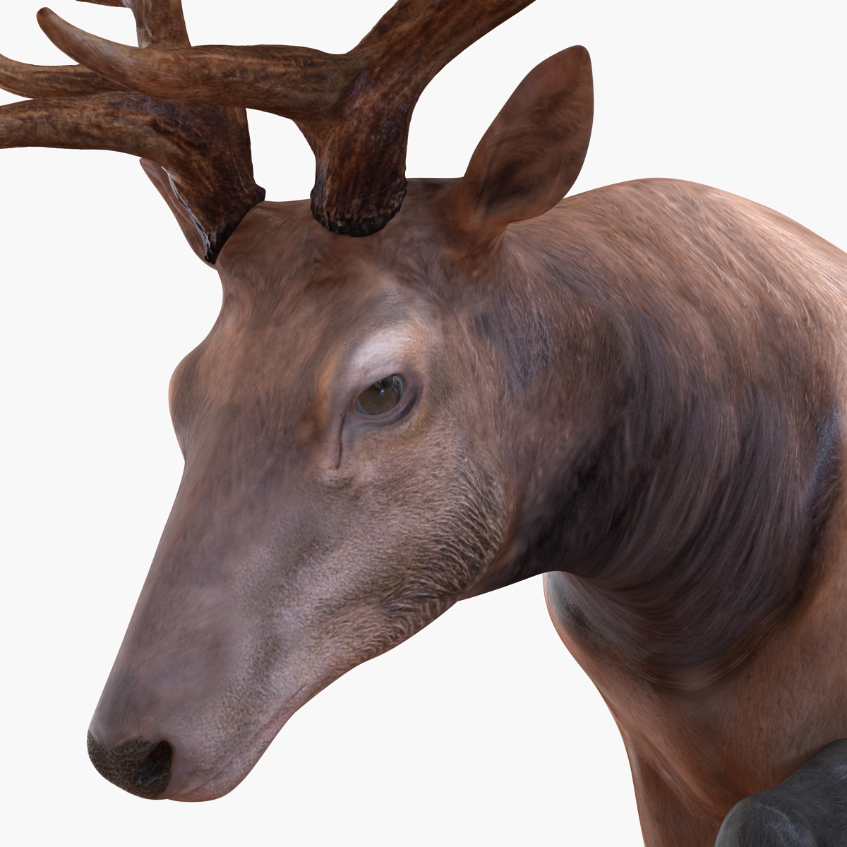 3D model Elk Pose 4