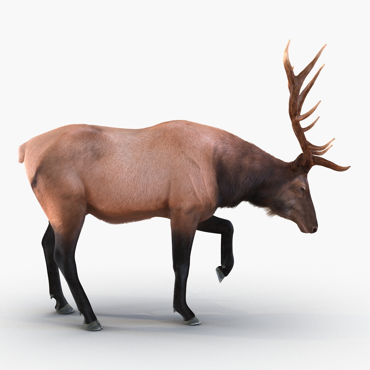 Elk Pose 4 with Fur 3D model