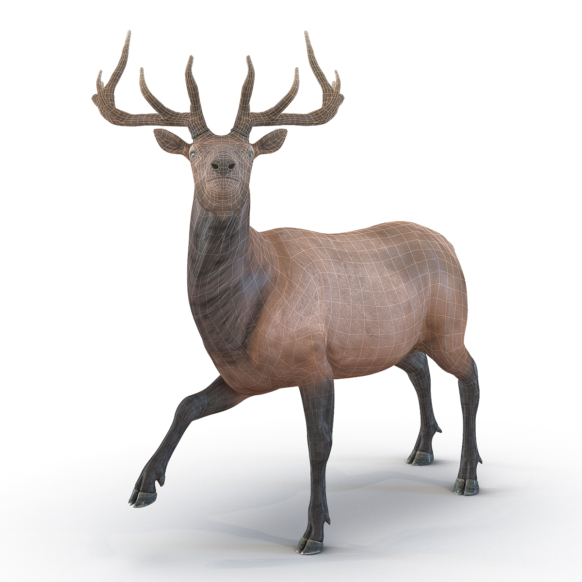 3D model Elk Rigged