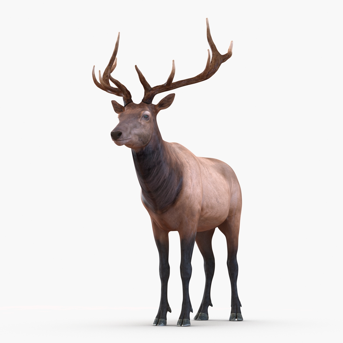 3D model Elk Rigged