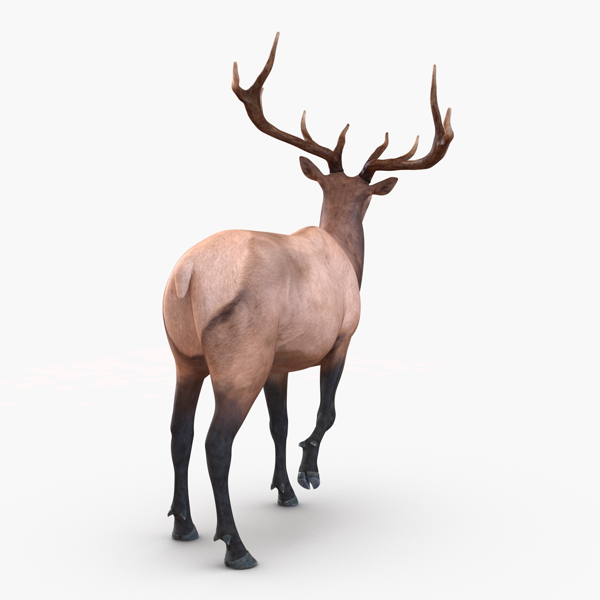 3D model Elk Rigged