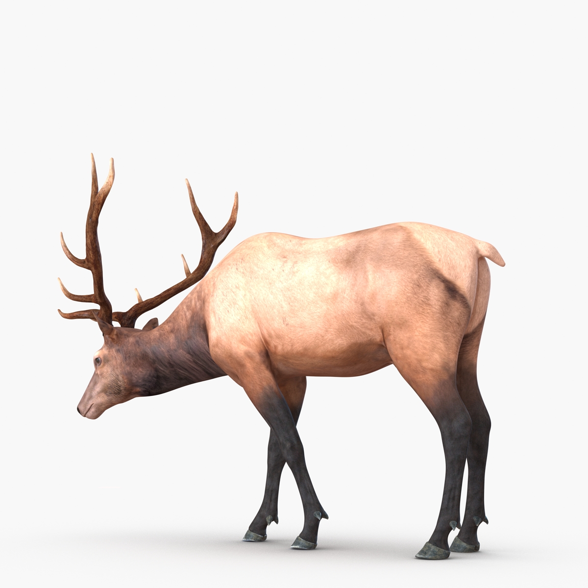 3D model Elk Rigged