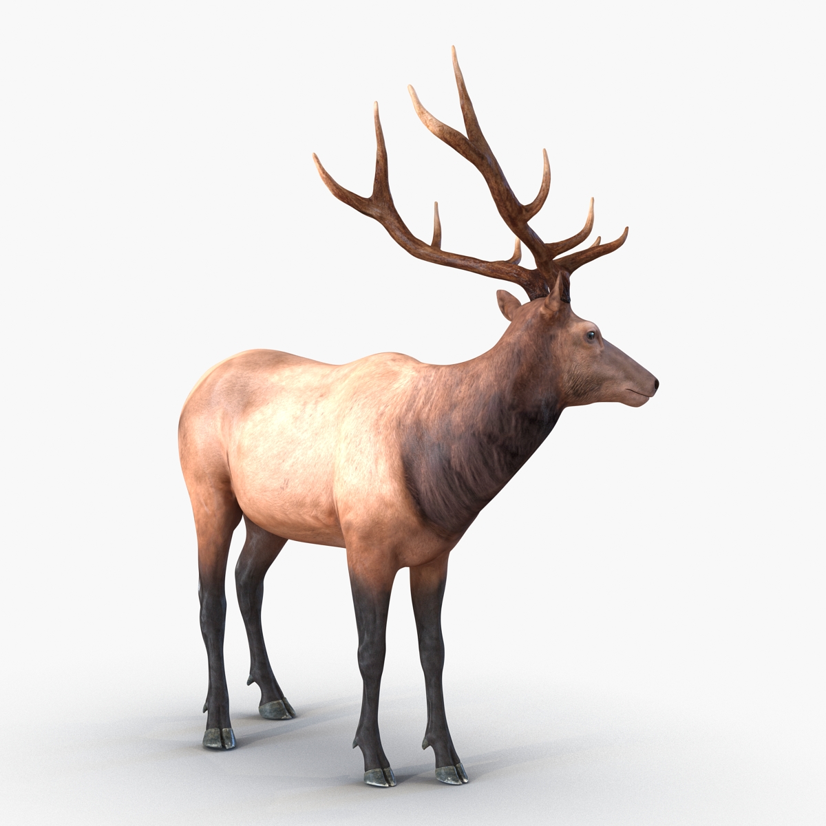 3D model Elk Rigged