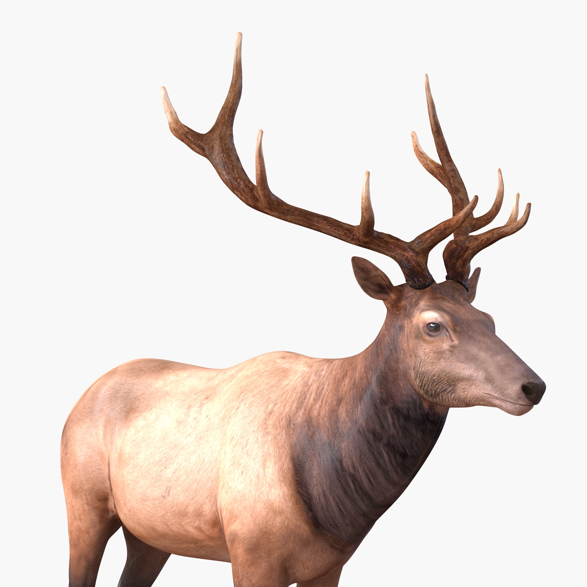 3D model Elk Rigged