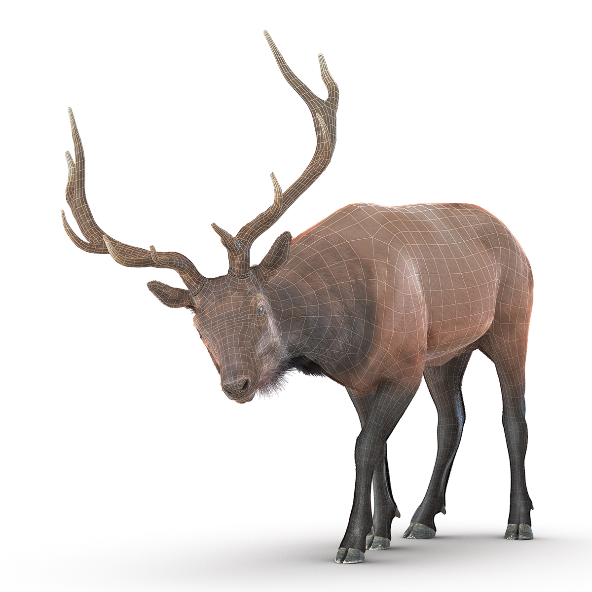 Elk Rigged with Fur 3D model