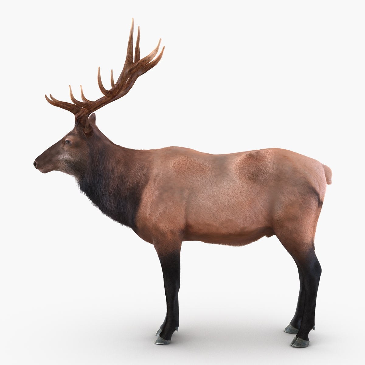 Elk Rigged with Fur 3D model