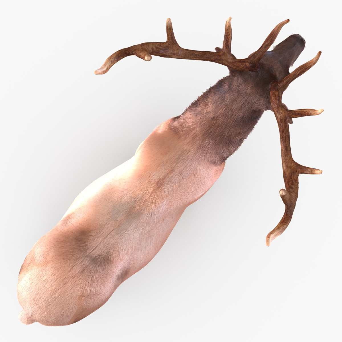 Elk Rigged with Fur 3D model